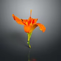 Vibrant Orange Flower With Green Stem As Garden Horticultural Accent Piece