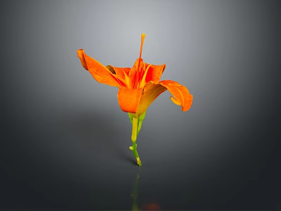 Vibrant Orange Flower With Green Stem As Garden Horticultural Accent Piece 3d model
