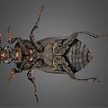 Modern Beetle 3d model