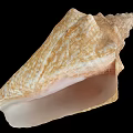 Conch Shell Marine Animal With Brown White Patterns And Pink Interior 3d model