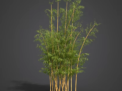 Bamboo Plants With Tall Green Stems And Lush Foliage In Natural Setting 3d model
