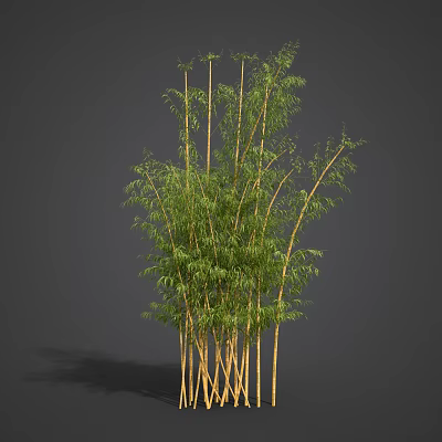 Bamboo Plants With Tall Green Stems And Lush Foliage In Natural Setting 3d model