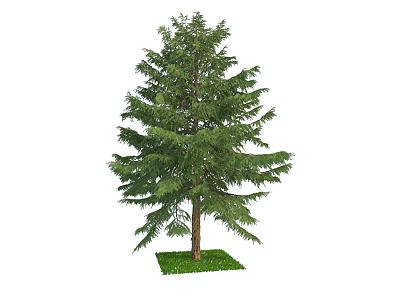 Tall Evergreen Arbor With Lush Green Foliage And Brown Trunk On Grass 3d model