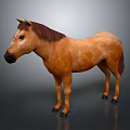 Brown Horse Standing Full Body Side View With Brown Mane On Gray Background