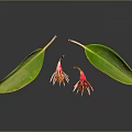 Fresh Green Leaves And Pink Blooms On Reflective Surface With Clear Reflections