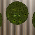 Living Plant Wall Featuring Three Circular Greenery Sections On Striped Background 3d model