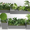 Various Green Plants In Rectangular Planters With Ferns Shrubs And Pebbles 3d model