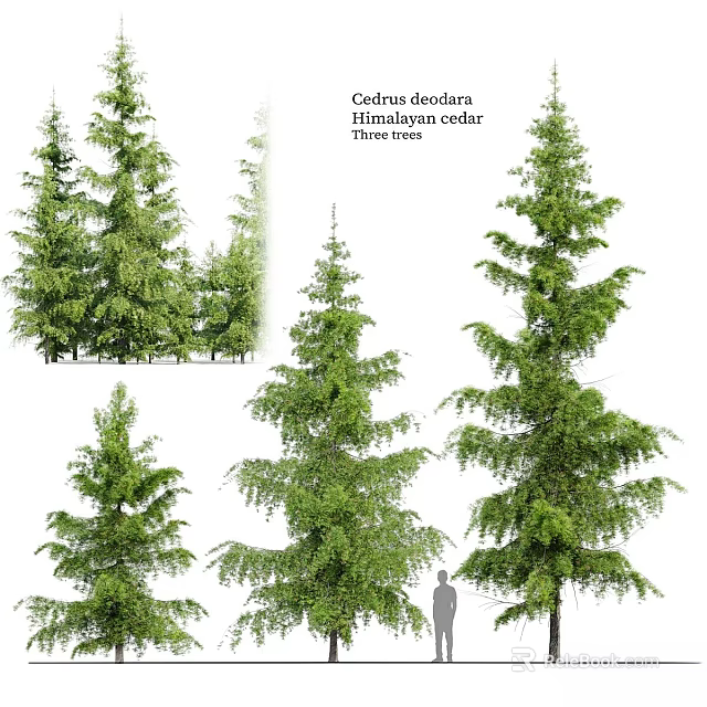 Tall Himalayan Cedar Trees In Various Views With Lush Evergreen Foliage 3d model 