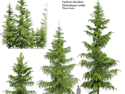 Tall Himalayan Cedar Trees In Various Views With Lush Evergreen Foliage 3d model