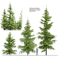 Tall Himalayan Cedar Trees In Various Views With Lush Evergreen Foliage