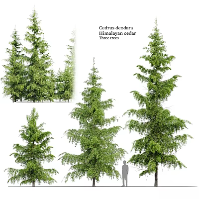 Tall Himalayan Cedar Trees In Various Views With Lush Evergreen Foliage 3d model