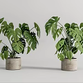 Monstera Potted Plants With Lush Green Leaves In Gray Concrete Pots On White Background