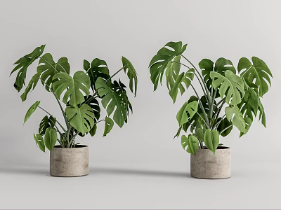 Monstera Potted Plants With Lush Green Leaves In Gray Concrete Pots On White Background 3d model