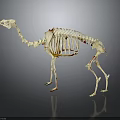 Camel Skeleton Anatomical Structure Display On Dark Background With Detailed Bones 3d model