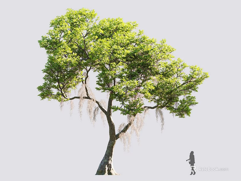 Tall Green Leafy Tree With Lush Foliage Strong Trunk And Person In Background 3d model 