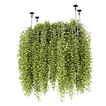 Hanging Basket Plants With Lush Green Trailing Vines And Abundant Leaves