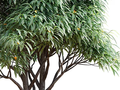 Vibrant Arbor With Lush Green Long Narrow Leaves And Small Orange Fruits 3d model