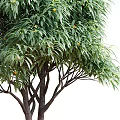 Vibrant Arbor With Lush Green Long Narrow Leaves And Small Orange Fruits