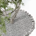 Ornamental Arbor With Thick Trunk Green Leaves And Circular Gravel Base