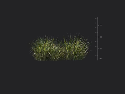 Fresh Green Grass Plants With Height Measurement Scale On Dark Background 3d model