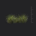 Fresh Green Grass Plants With Height Measurement Scale On Dark Background