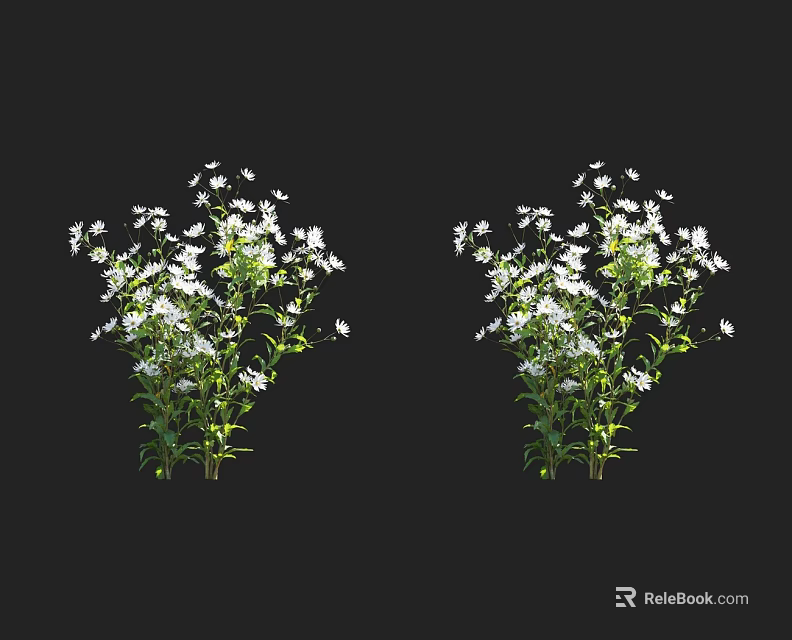 Two Clumps of Plants with White Small Flowers and Green Stems Leaves on Black Background 3d model 