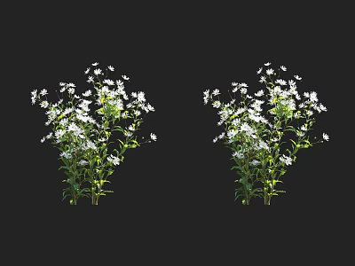 Two Clumps of Plants with White Small Flowers and Green Stems Leaves on Black Background 3d model