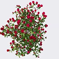 Vibrant Red Roses With Lush Green Leaves Blooming In Natural Arrangement