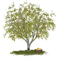Arbor with Green Leaves Gray Trunk Basket of Yellow Fruits on Grass Under Blue Sky