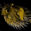 Yellow Pufferfish With Large Eyes And Sharp Spines Against Black Background 3d model