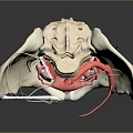 Detailed 3D Human Pelvis Anatomy Model Showing Internal Organs Spine And Blood Vessels
