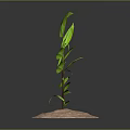Green Plant With Large Fresh Leaves Growing In Sandy Soil Against Dark Gradient Background
