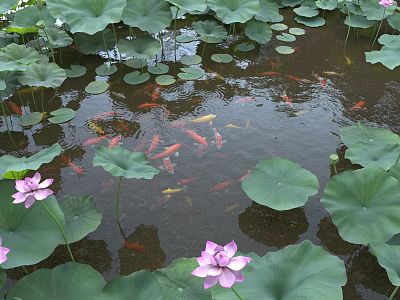 Pond with Pink Lotus Flowers Green Leaves and Swimming Koi Fish 3d model