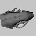 Highly Detailed Animal Skull Anatomical Model From Sure Lab Scientific Research