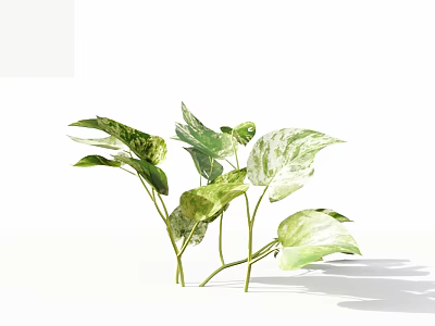 Epipremnum Aureum Houseplant with Green and White Leaves on White Background 3d model