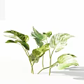 Epipremnum Aureum Houseplant with Green and White Leaves on White Background
