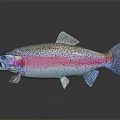 Vibrant Rainbow Trout With Pink And Blue Hues And Spotted Pattern