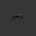 Modern beetle dung beetle beetle chafer 3d model