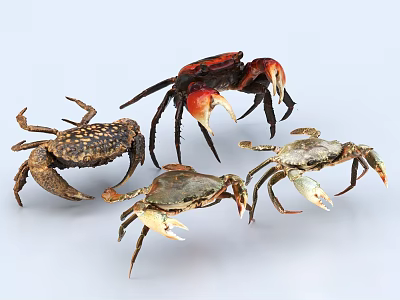 Colorful Aquatic Crabs With Various Sizes And Claw Details On White Surface 3d model