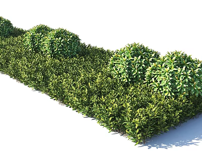 Well Trimmed Green Bushes In Landscaped Garden With Rounded Shapes And Lush Foliage 3d model