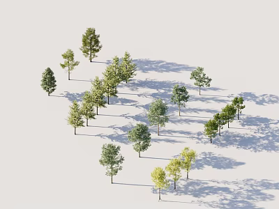 Standing Arbor Trees With Lush Green Foliage And Natural Shadows In Open Outdoor Landscape 3d model