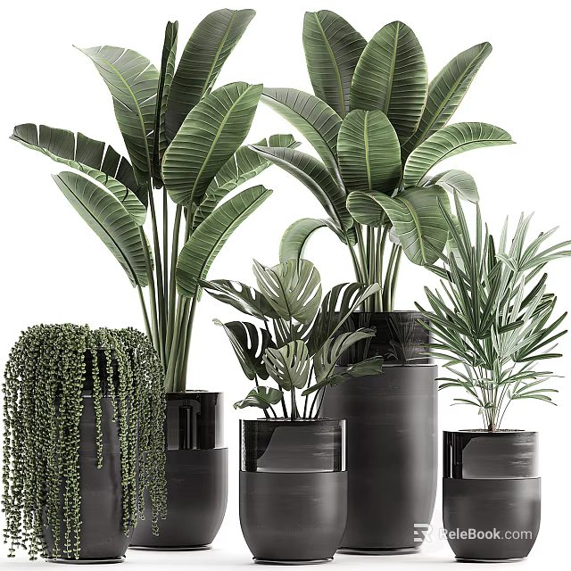 Various Potted Plants With Lush Green Leaves In Black Pots Of Different Heights And Styles 3d model 