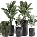 Various Potted Plants With Lush Green Leaves In Black Pots Of Different Heights And Styles