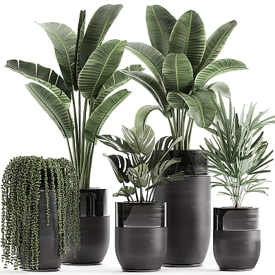 Various Potted Plants With Lush Green Leaves In Black Pots Of Different Heights And Styles 3d model