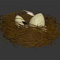 Natural Brown Twig Nest Holding White Eggs Against Dark Background