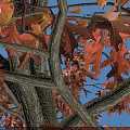 Red Cotton Tree With Red Leaves On Paved Ground Near Standing Person