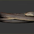 Coiled Brown and Red Patterned Snake on Gray Background with Curled Body
