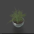 Bonsai Potted Plant in Silver Metal Pot with Green Lush Foliage on Dark Surface
