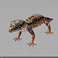 Leopard Gecko With Orange Limbs And Black Spotted Orange Body On Dark Background