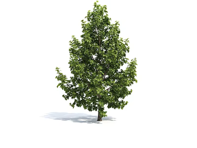 Isolated Lush Green Arbor With Dense Foliage And Sturdy Trunk Design 3d model